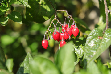 Solanum dulcamara is a species of vine in the genus Solanum of the family Solanaceae. Common names include bittersweet nightshade, Amara Dulcis, woody nightshade.