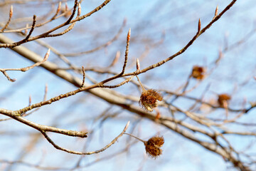 Close-up on beechnuts