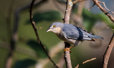 Hooded Tanager