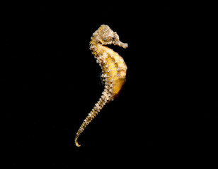 Golden seahorse swimming in black water