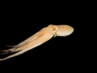 Common octopus at night