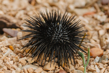 A black sea urchin lies on a stone beach in Montenegro