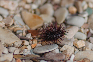 A red sea urchin lies on a stone beach in Montenegro