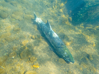 Fototapeta premium 遡上してきたサケ（北海道札幌市）