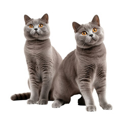 two playfull british shorthair cats isolated