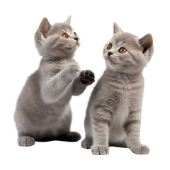 two playfull british shorthair kittens isolated