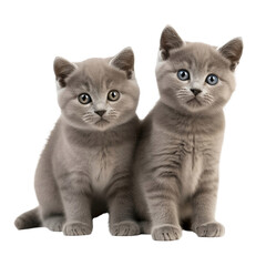 two playfull british shorthair kittens isolated