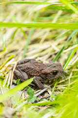 Small brown toad resting in grass.
