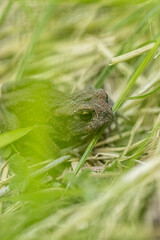 Small brown toad resting in grass.
