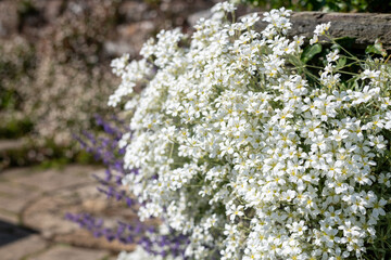 Close up of snow in summer (cerastium tomentosum) flowers in bloom