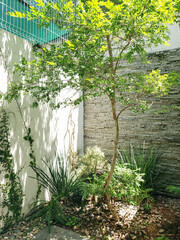 Green patio garden at home