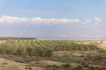 Various figures made by flocks of birds (hawks) while flying over a date plantation in the Jordan Valley