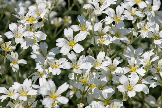 Close up of snow in summer (cerastium tomentosum) flowers in bloom