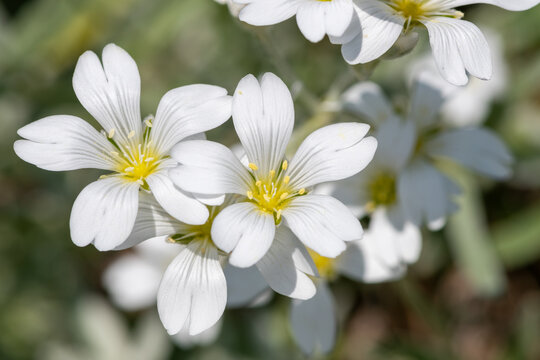 Close up of snow in summer (cerastium tomentosum) flowers in bloom