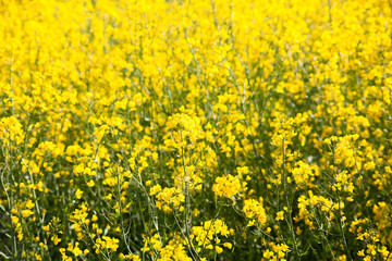 Agricultural landscape of rapeseed field. Industrial production of rapeseed. Background in the form of blooming yellow rapeseed, rural background, natural background.