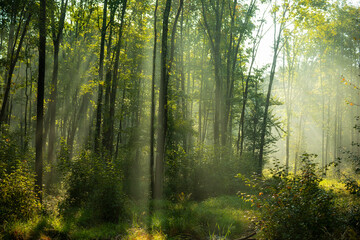 Naklejka premium coniferous forest early in the morning, the sun's rays filtering through the branches and fog. Green ferns saturated and many other plants. 