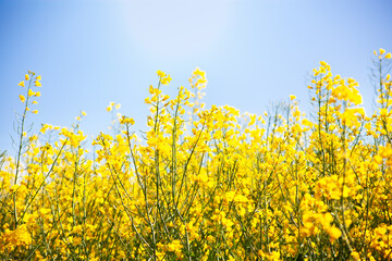 Obraz premium Agricultural landscape of rapeseed field. Blooming yellow rapeseed against a clear blue sky. Industrial production of rapeseed.