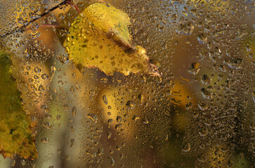 yellow autumn leaves and raindrops close up