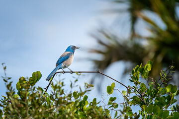 Florida Scrub-Jay perched