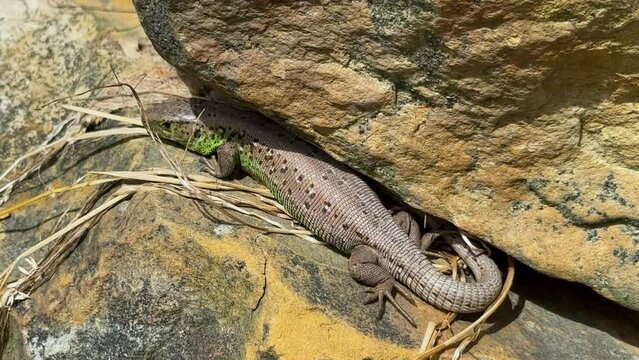 Close-up view of lizard rest on stone near lake. Lizard taking a sun bath on a stone