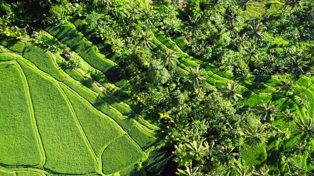 Bali rice terraces aerial drone footage. Manik Mas fields not far from Ubud. Indonesia