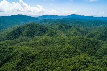 Fototapeta na wymiar Unveiling Nature's Majestic Forest: Aerial Tranquility amidst Pristine Wilderness, Abundant Biodiversity, and Lush Greenery