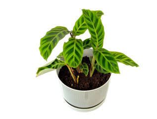 Calathea zebrina  or zebra plant growing in white pot isolated on white background