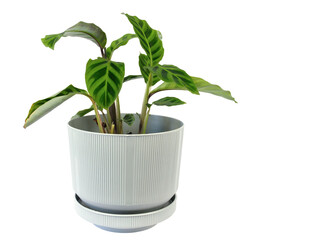 Calathea zebrina  or zebra plant growing in white pot isolated on white background