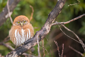 Pequeño Cavaré Posando sobre una Rama. Ave de la Patagonia Argentina. 