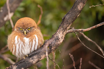 Glaucidium brasilianum o Cabur&eacute; Pequeno, ave de la familia de los B&uacute;hos que habitan el sur de Argentina. 