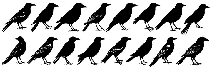 Raven crow and bird silhouettes set, large pack of vector silhouette design, isolated white background