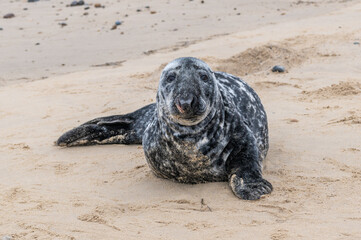 Grey seal, Halichoerus grypus, resting on sand beach, UK © Anders93