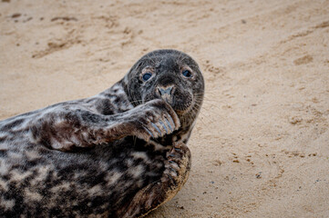 Grey seal pup, Halichoerus grypus, resting on sand beach, UK © Anders93