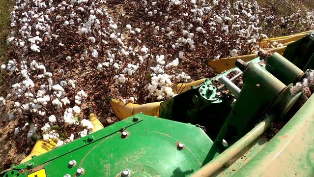 Cotton picker, harvest