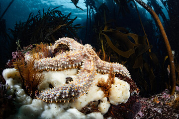 Naklejka premium Sea star in Cape Town Kelp Forest, South Africa