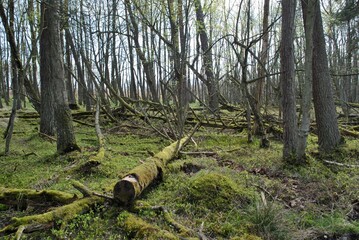 Dziki las w pobliżu ruchomych wydm w Łebie. - obrazy, fototapety, plakaty