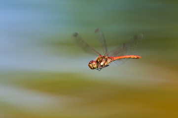 Dragonfly Sympetrum striolatum aka common darter captured in flight above the pond. Isolated on blurred background. Summer. Czech republic nature.
