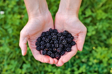 Girl is holding wild blackberries in her hands. Tasty summer fruit from forest.