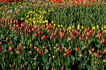 red and yellow tulips