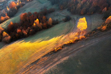 Aerial view of beautiful orange trees on the hill in mountains at sunrise in autumn in Ukraine. Colorful landscape with trees, sunlight, grass, fields and meadows, forest in fall. Nature. Top view