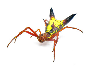 arrow shaped micrathena orbweaver or orb weaver spider - Micrathena sagittata - yellow, red and black patterning and two large sharp triangular tubercles isolated on white background top front view