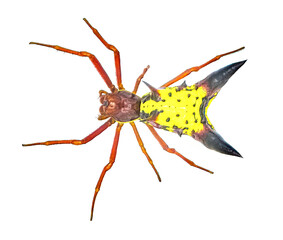 arrow shaped micrathena orbweaver or orb weaver spider - Micrathena sagittata - yellow, red and black patterning and two large sharp triangular tubercles isolated on white background top dorsal view