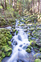 cascading waterfall in the green mossy forest