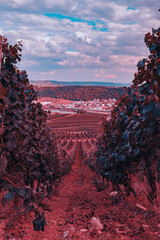 vineyard in the morning with the infrared photographic style