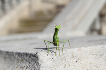 praying mantis on a rock