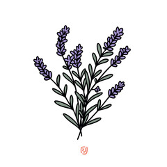 Lavender plant vector icon in minimalistic, black and red line work, japan web