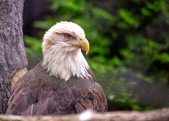 American Bald Eagle (Haliaeetus leucocephalus) in Rocky Mountains..