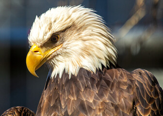 American Bald Eagle (Haliaeetus leucocephalus) in Rocky Mountains..