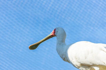 African Spoonbill (Platalea alba) in Kenya