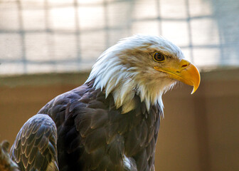 American Bald Eagle (Haliaeetus leucocephalus) in Rocky Mountains..